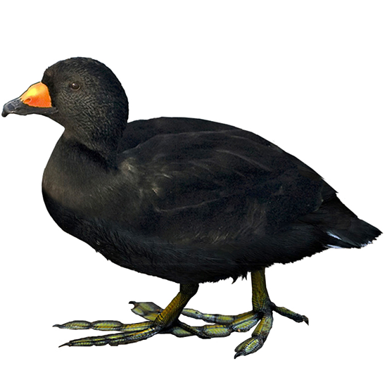 Common Scoter Duck